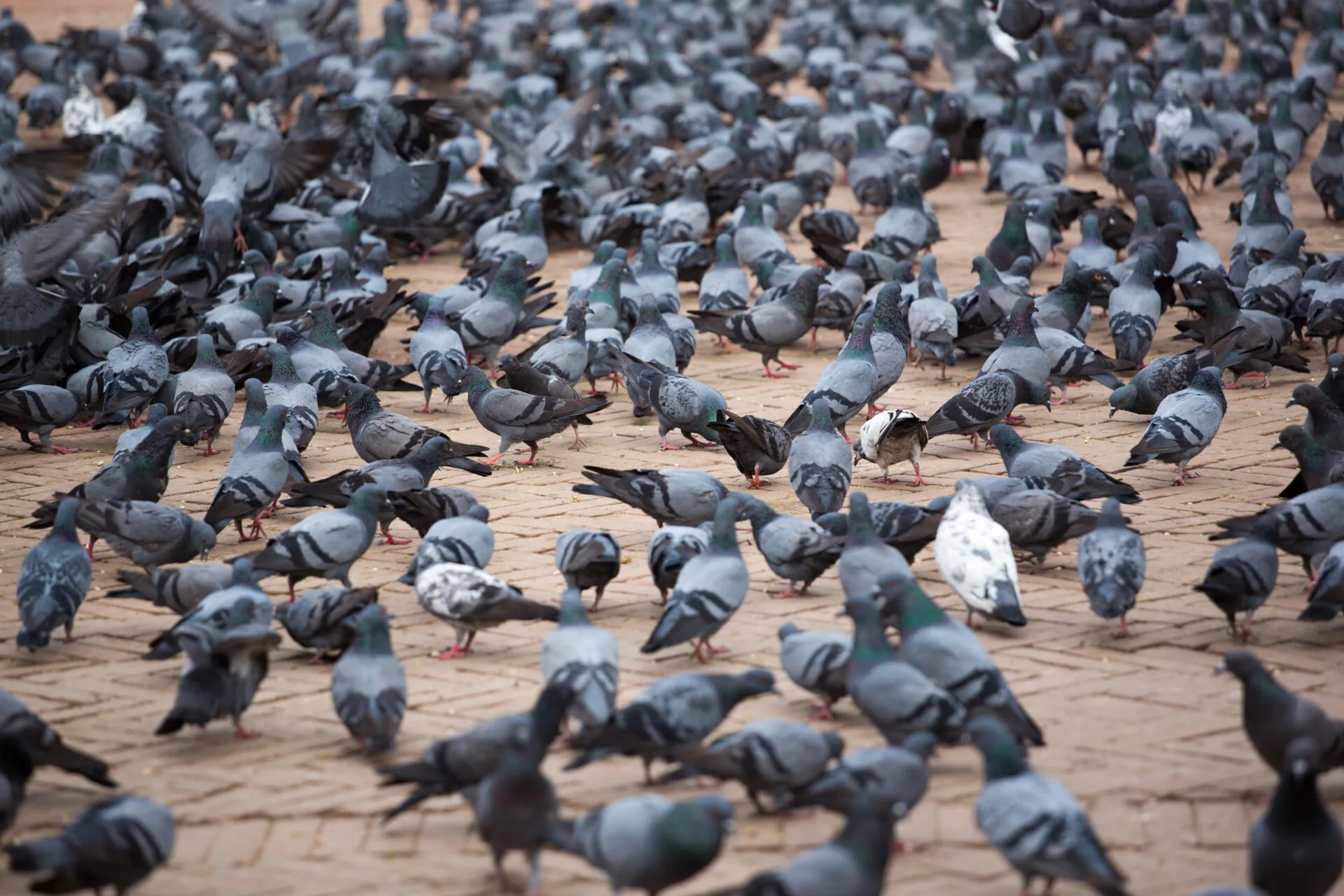 Pigeonguard